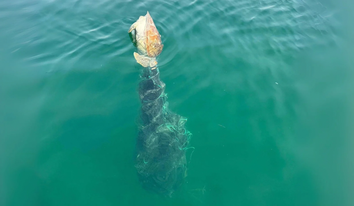 Sea Turtle Found Dead After Entanglement in Abandoned Fishing Nets